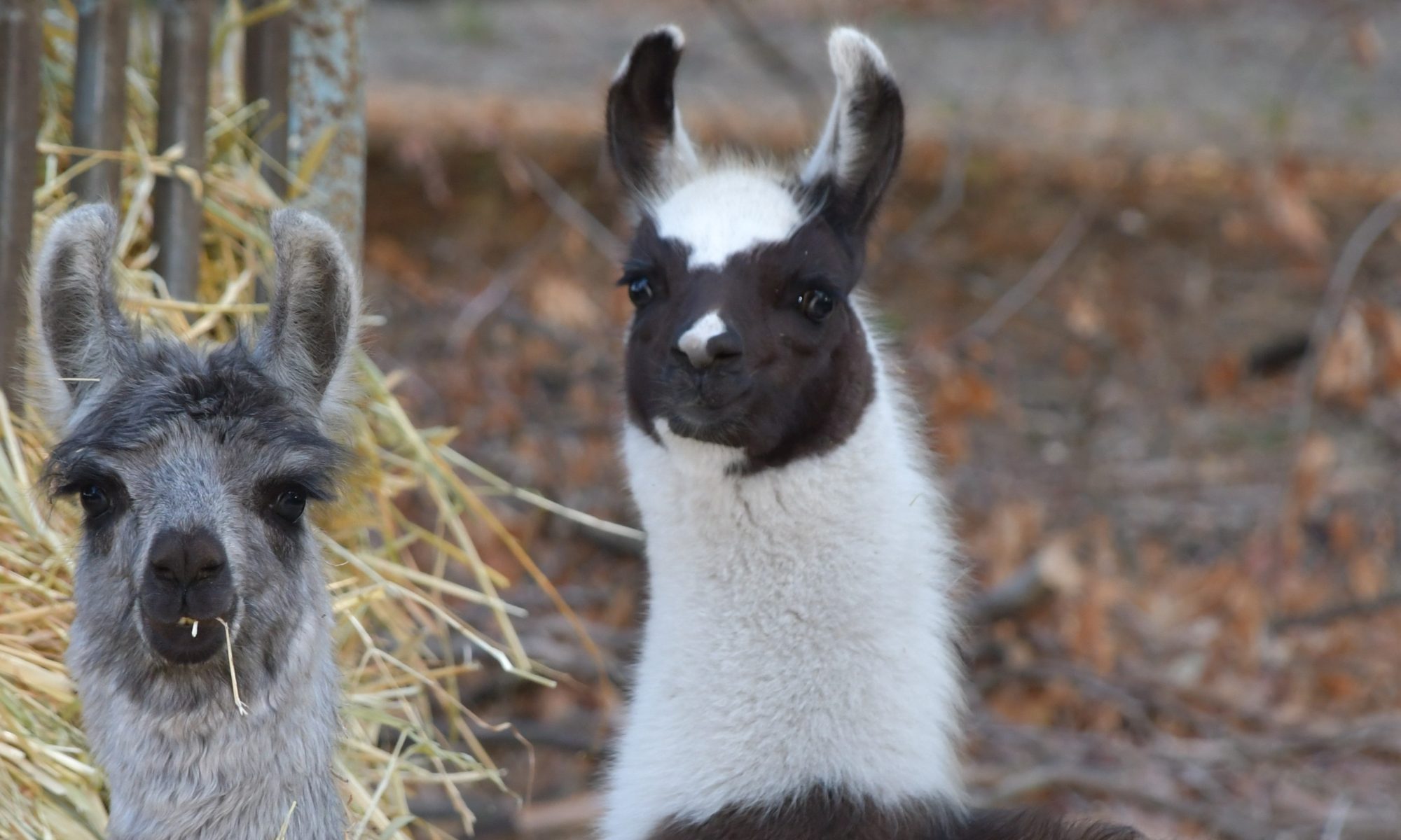 Painted Pines Llamas